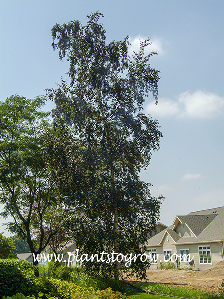 A very slender form of the Purple Weeping Birch. (cultivar unknown)